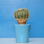 Order Spike - cactus plant on blue ceramic pot