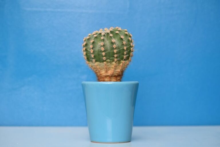 Order Spike - cactus plant on blue ceramic pot