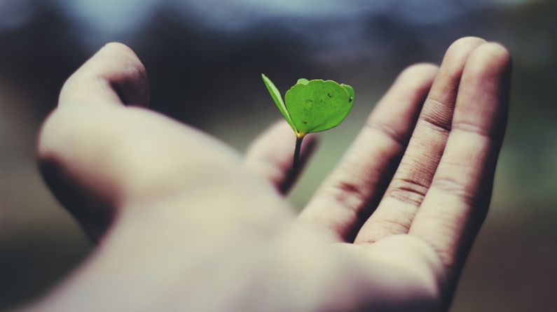 Career Growth - floating green leaf plant on person's hand