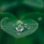 Sustainability Leaf - green leaf with water drops