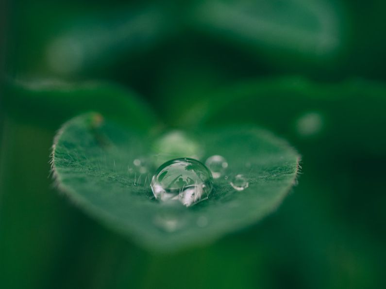 Sustainability Leaf - green leaf with water drops