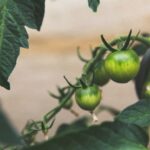 Food Supply Chain - close up photography of round green fruit