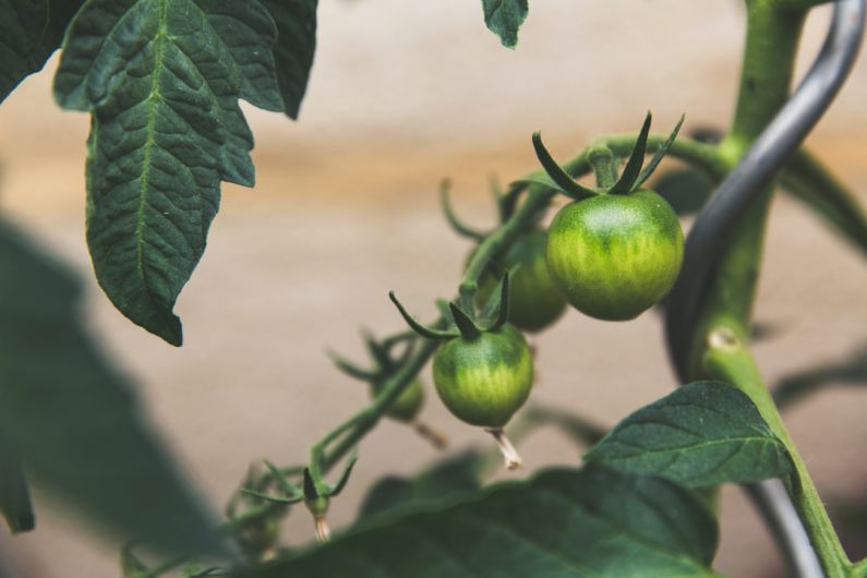 Food Supply Chain - close up photography of round green fruit